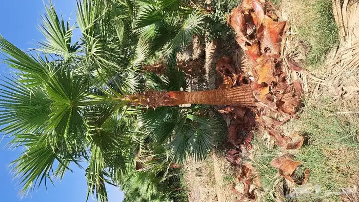 نخل واشنطن للبيع 0