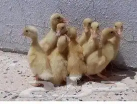 صيصان بط بكيني 0