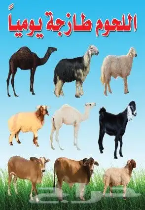 ستكر ستكرات تركيب ستكرات اصلية 3