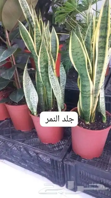 كل ما يخص الحدائق الزراعيه طبيعي وشبكات الري قص نخيل قص واشج 6