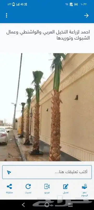 زراعه نخيل 9