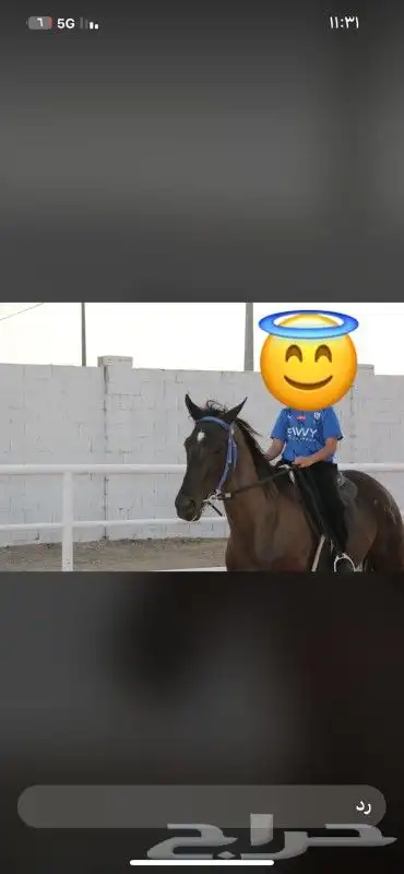 تدريب ركوب خيل نساء وا رجال 2