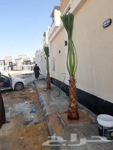 نخل واشنطن للبيع 8