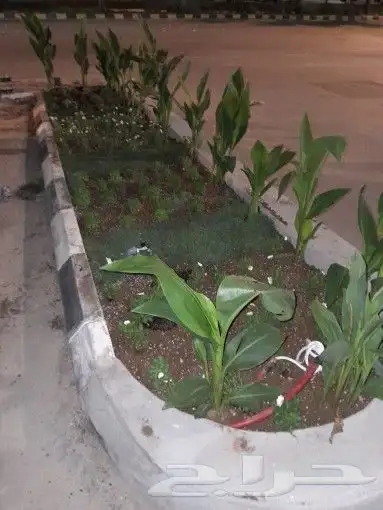 مزارع شتل 15