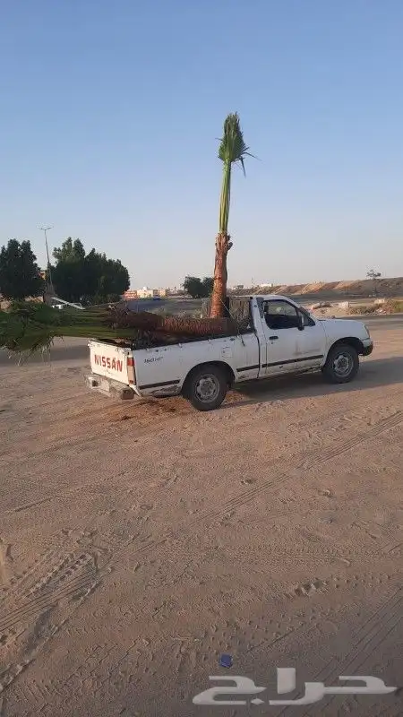 نخل مثمرة 3
