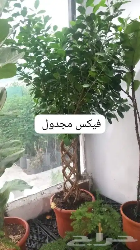 كل ما يخص الحدائق الزراعيه طبيعي وشبكات الري قص نخيل قص واشج 9