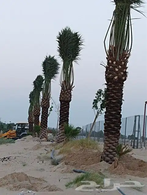 زراعه نخيل 0