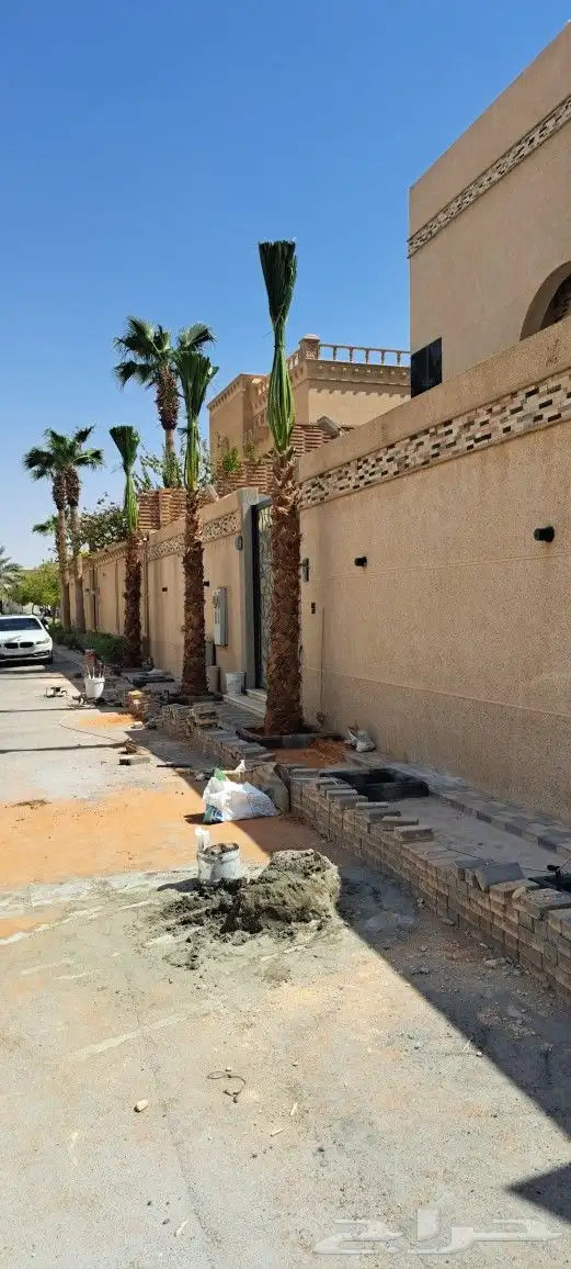 نخل واشنطن للبيع 7