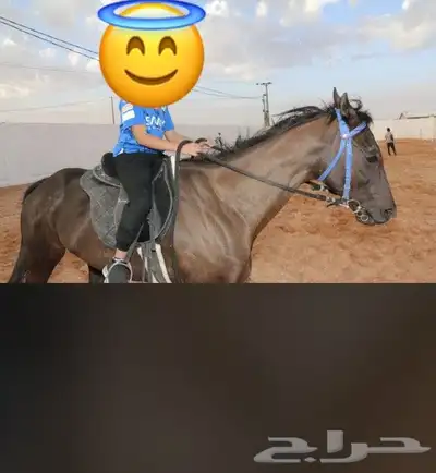 تدريب ركوب خيل نساء وا رجال 1