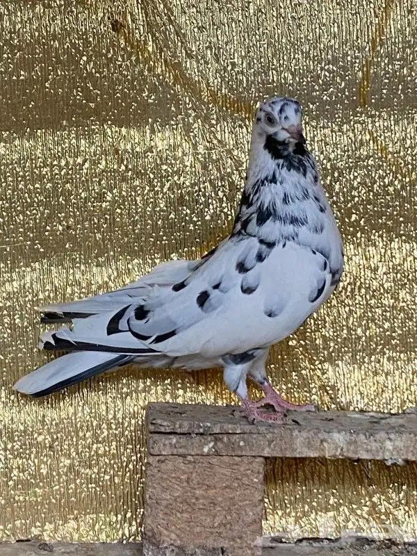 دقطايف 0