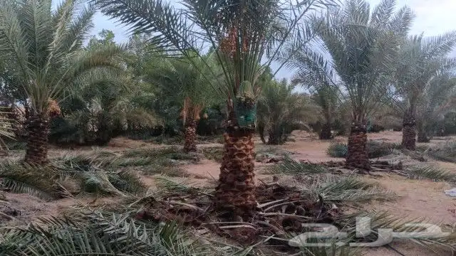 نخل مثمرة 9