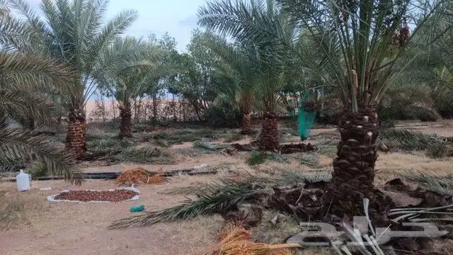 نخل مثمرة 8