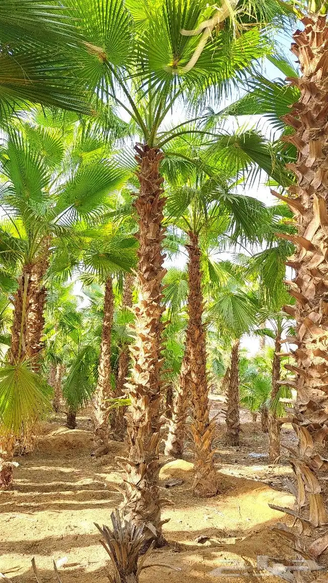 نخل واشنطن للبيع 1