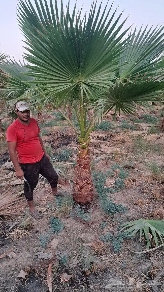 نخل واشنطن للبيع 3
