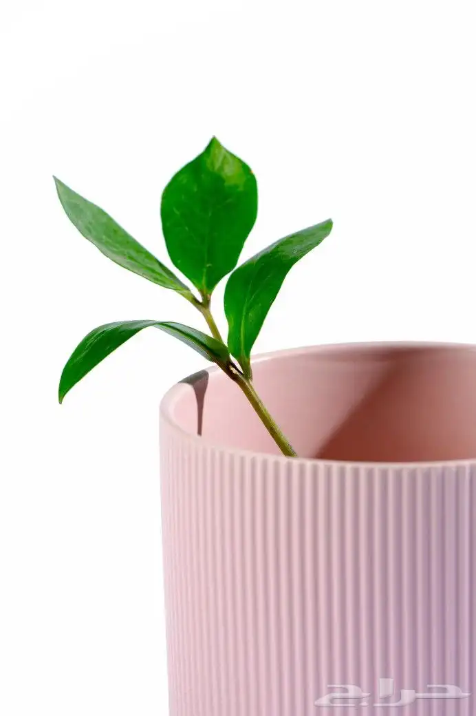 تصوير منيو و منتجات 1