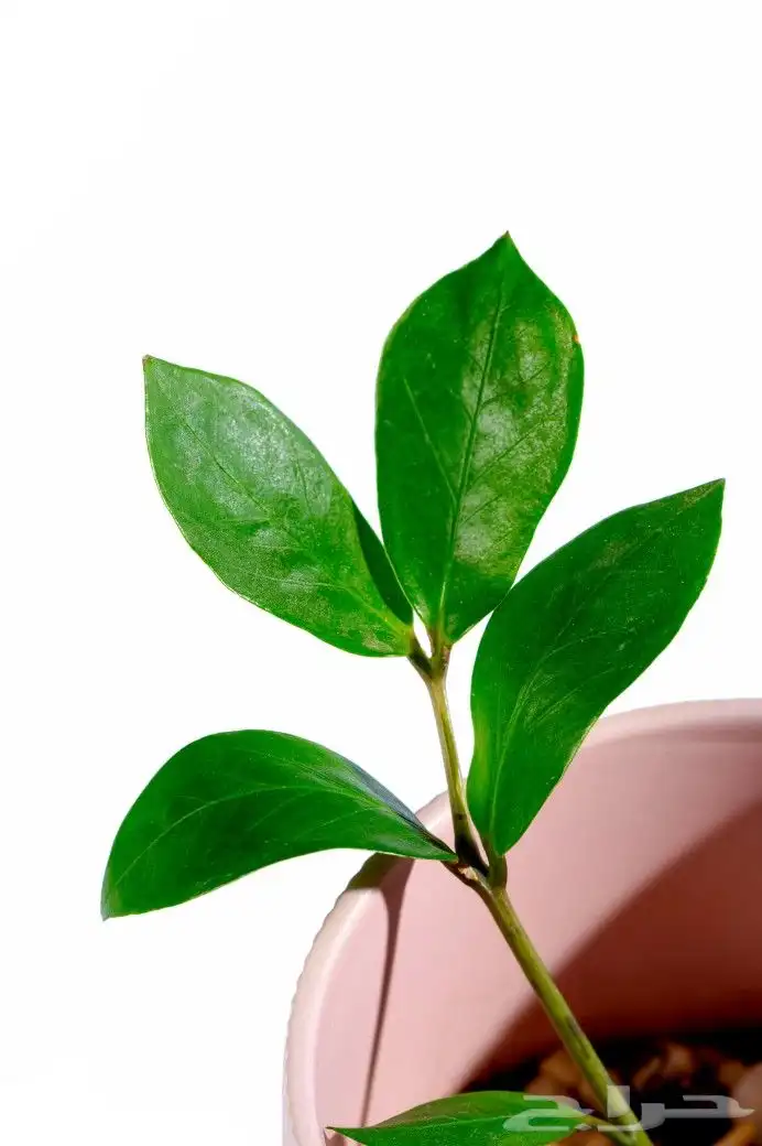 تصوير منيو و منتجات 2