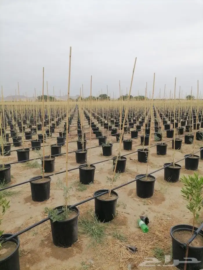 مراكن زراعة من المصنع مباشر للعميل منتج سعودي وخامه ممتازه 7