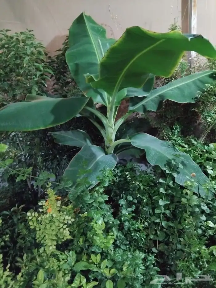 مزارع شتل 14