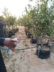 يوجد لدينا ليمون   لبيع ألنوع ايضالي درجه اول ا 1