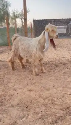 تيس اصفر عارضي طيب 0