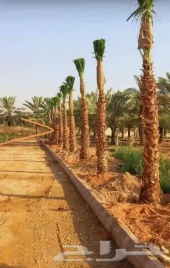 توريد نخيل 3