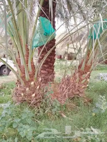 جميع انواع انخيل 9