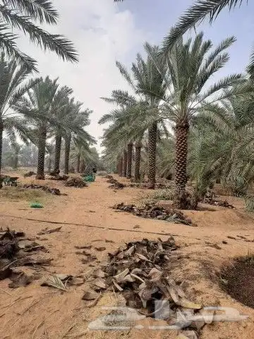 جميع انواع انخيل 7