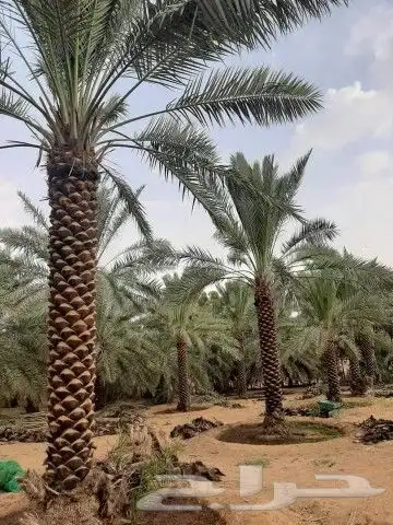 جميع انواع انخيل 6