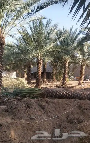 زبايناالكرام يوجدلدينانقايل نخل خلاص برحي شيشي وسكري وصقعي 7