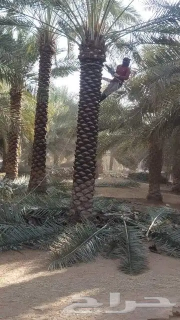 زبايناالكرام يوجدلدينانقايل نخل خلاص برحي شيشي وسكري وصقعي 2