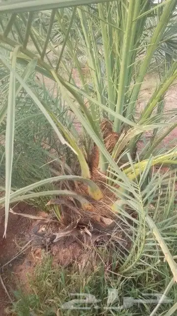 نخل وجثايث القصيم نخل طيب اسعارمعقوله 4