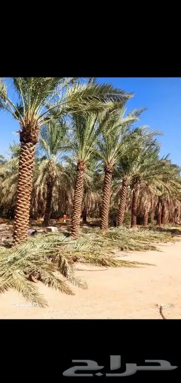 جميع انواع انخيل 0