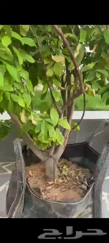 يوجد لدينا ليمون   لبيع ألنوع ايضالي درجه اول ا 0