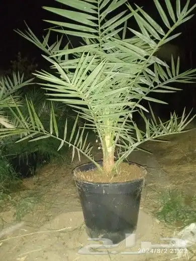 نخل وجثايث القصيم نخل طيب اسعارمعقوله 2