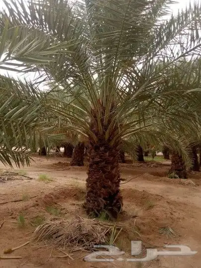 توريد نخيل 1