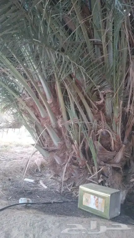 فصايل خلاص للبيع 0