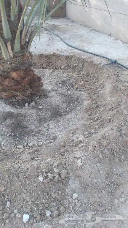 فصايل خلاص للبيع 1