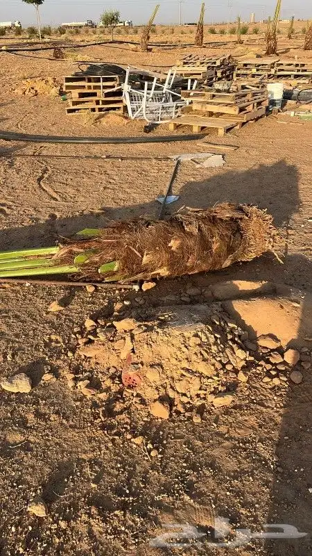 نخل وجثايث القصيم نخل طيب اسعارمعقوله 3