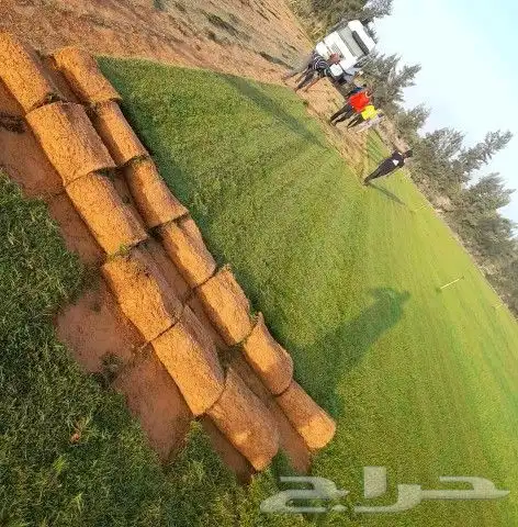 مشتل_تنسيق تنسيق_حدائق عشب_صناعي عشب_طبيعي شبكة_ري مظلة 15