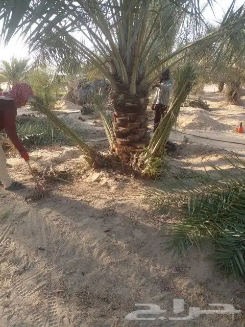 فصايل خلاص للبيع 2