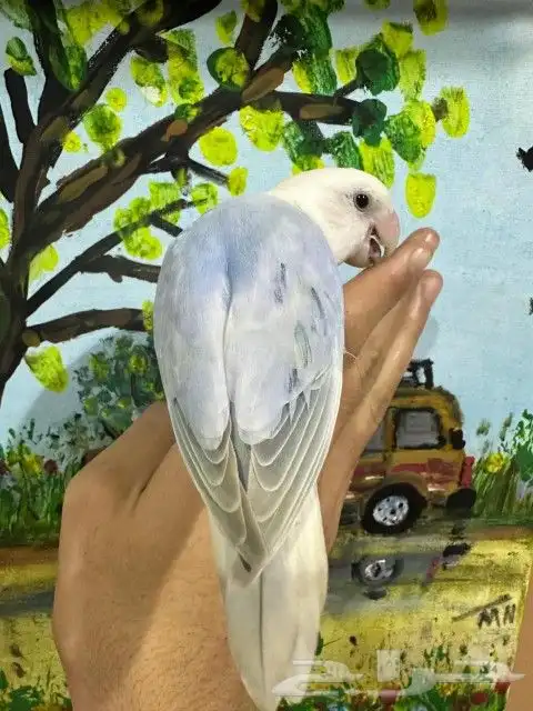 روز اليف جدا ولون مميز (( تم البيع)) 0