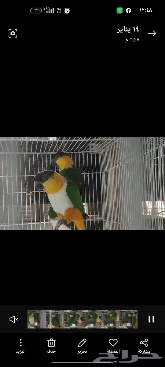 كايكي 1