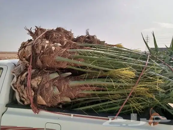 توريد نخيل 4