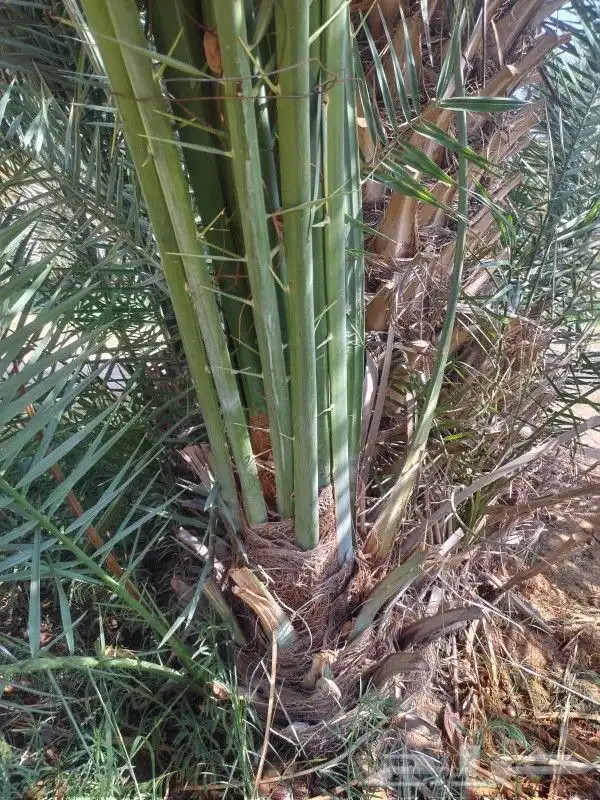نخل وجثايث القصيم نخل طيب اسعارمعقوله 1