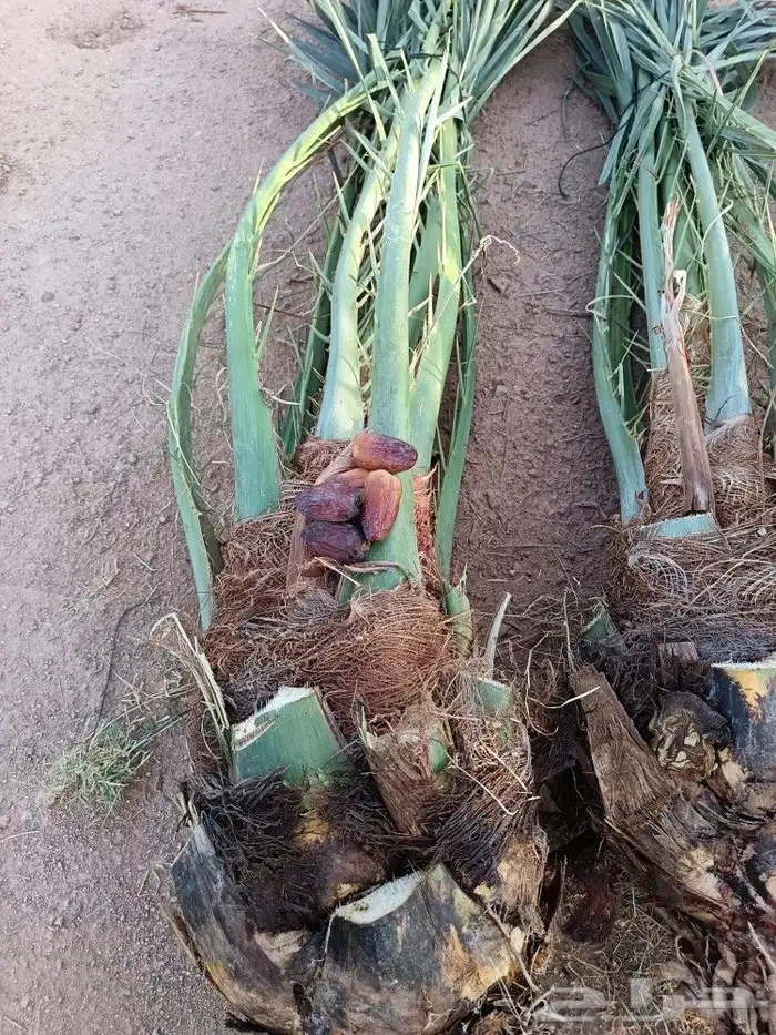 نخل فسايل فروخ نخل للبيع مثمر نخيل القصيم 5