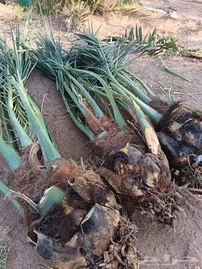 نخل فسايل فروخ نخل للبيع مثمر نخيل القصيم 3