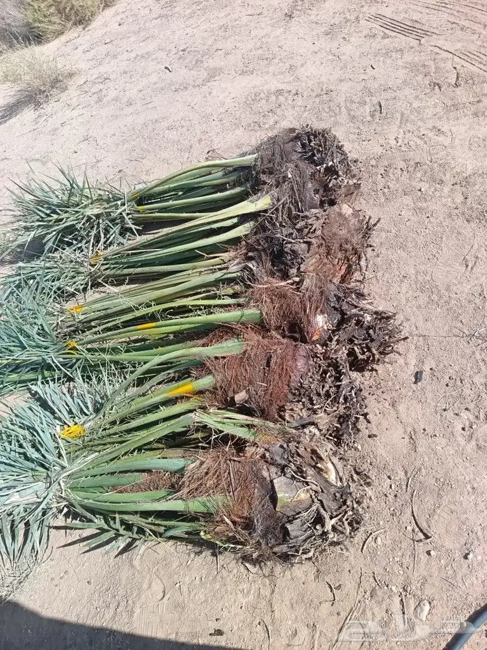 نخل فسايل فروخ نخل للبيع مثمر نخيل القصيم 6