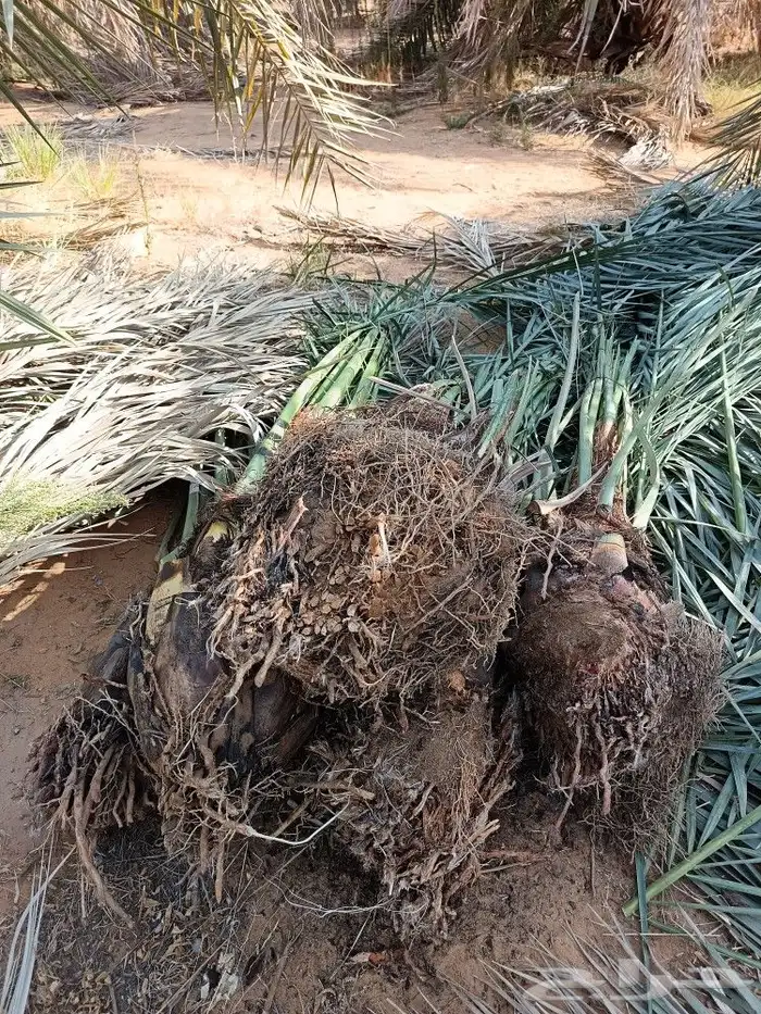 نخل فسايل فروخ نخل للبيع مثمر نخيل القصيم 2