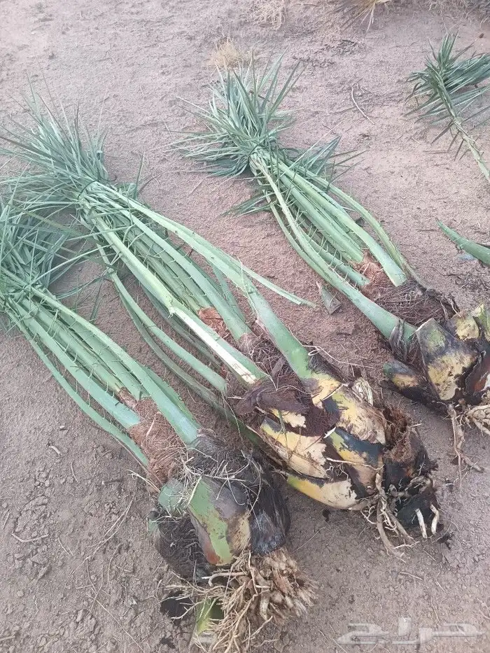 نخل فسايل فروخ نخل للبيع مثمر نخيل القصيم 4