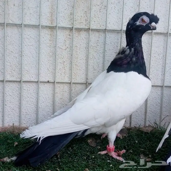 زوج شاينيز ملكي تم البيع 4
